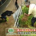 金叶女贞