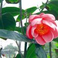 日本海棠茶花