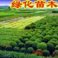 冬青，国槐