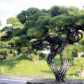 黑松