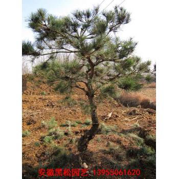 > 黑松 更新时间:2013-11-17 报价:       面议 产地区域:安徽滁州
