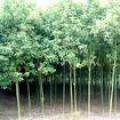 香樟（实生）