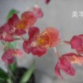 文心兰[文心小蜜峰]