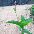 大花芦莉