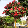 茶花