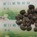 加拿利海枣