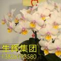 蝴蝶兰