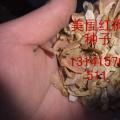红枫
