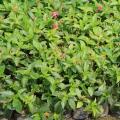 大花芦莉/大叶芦莉