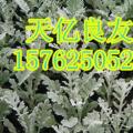 其它花坛花卉