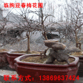 潍坊临朐迎春梅,梅花,价格,批发