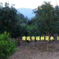 四季桂花树