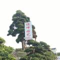 罗汉松