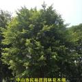 细叶榕