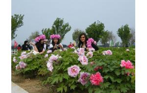 2009菏泽国际牡丹花会