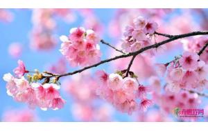 市场上樱花700种,中国樱花呼声高 市场上樱花700种,中国樱花呼声高