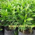 非洲茉莉