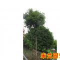 米兰