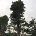 秋枫头