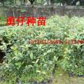 桂花