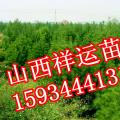 白皮松