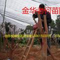 白花油茶
