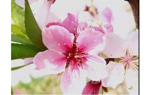 植物认知 | 春天来了，你能分清桃花、杏花、樱花、梨花、李花吗？
