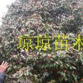 供应绿化新秀----藤县大果红花油茶苗
