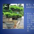 罗汉松