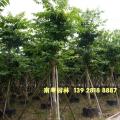 大叶紫薇