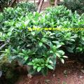 非洲茉莉