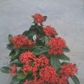 龙船花