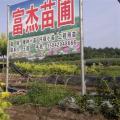 大叶骨牌草