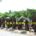 华盛顿椰子