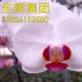 蝴蝶兰