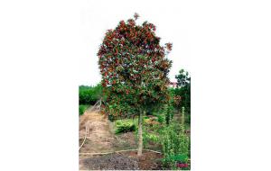 浙江东阳：年底红桂花、茶花工程需求量大 行情走好