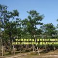 美丽异木棉 美人树