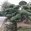 飘斜冬青