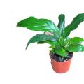 香水白掌 3.5元/盆