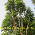 多宝树 子母树