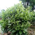 非洲茉莉