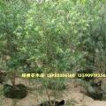 垂枝多花红千层