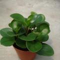 其它观叶植物