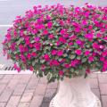 凤仙花