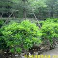 非洲茉莉
