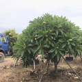 黄花鸡蛋花