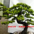 金钻罗汉松