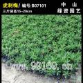 虎刺梅