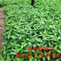 巴西野牡丹