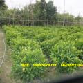 非洲茉莉球